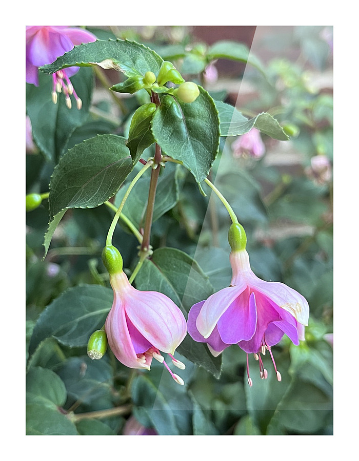 Fuchsia7 Picture Frame print