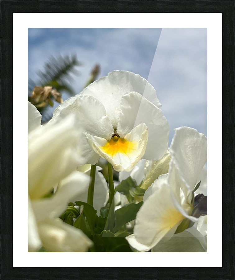 SunlitPansy Picture Frame print