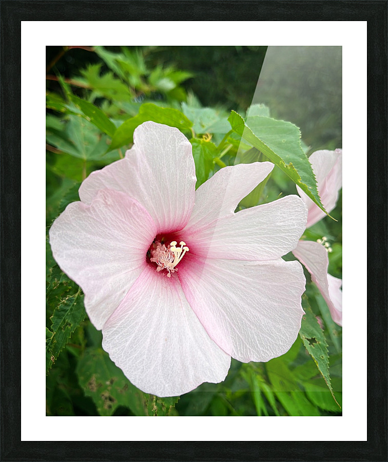 PinkHibiscus Picture Frame print