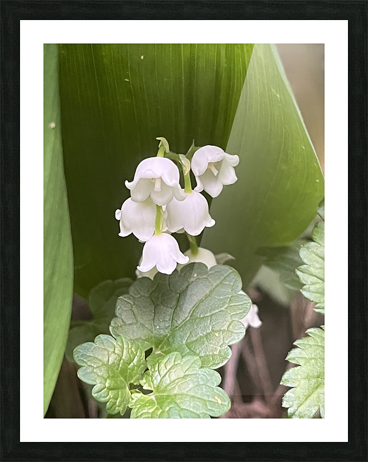 LilyoftheValley3 Picture Frame print