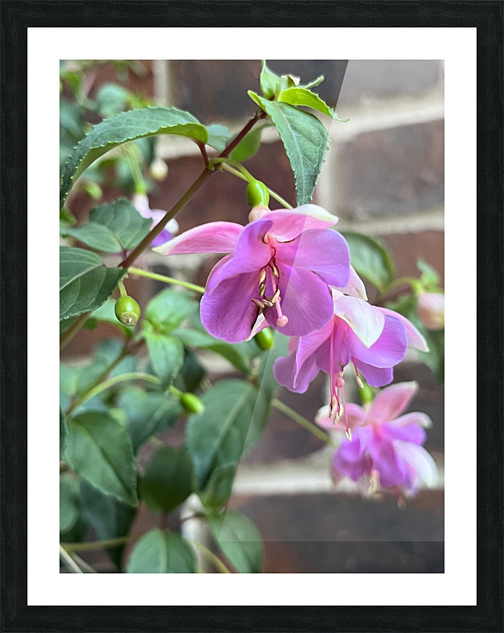 Fuchsia1 Picture Frame print