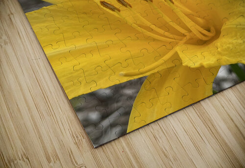 YellowDayLily2 Sarah Schmidt puzzle
