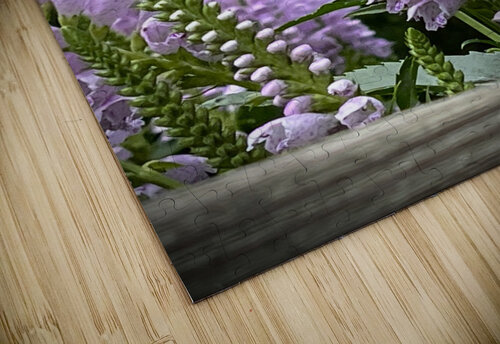 Physostegia2 Sarah Schmidt puzzle