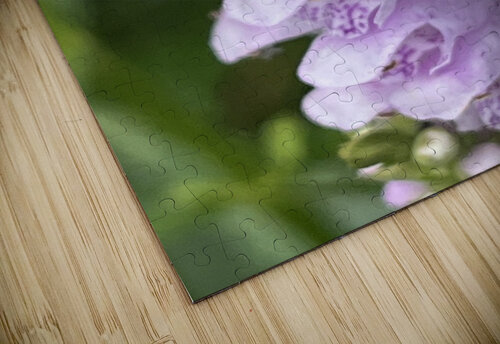 Physostegia3 Sarah Schmidt puzzle