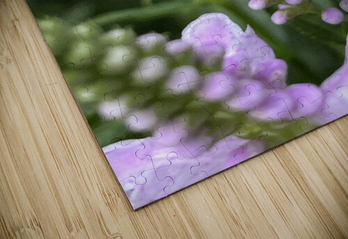 Physostegia4 Sarah Schmidt puzzle