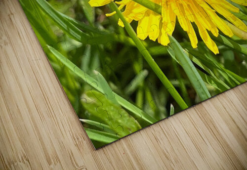 DandelionYellow Sarah Schmidt puzzle