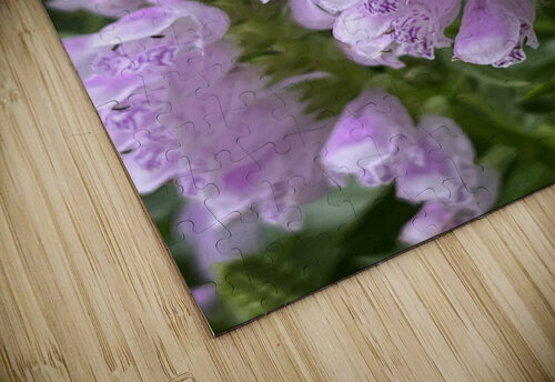 Physostegia Sarah Schmidt puzzle