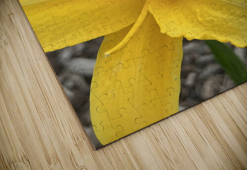 YellowDayLily Sarah Schmidt puzzle