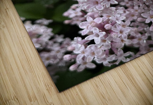 LilacJoy Sarah Schmidt puzzle