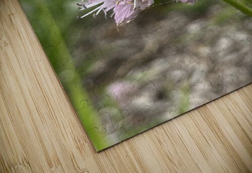 ChivesInBloom2 Sarah Schmidt puzzle
