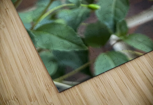 Fuchsia1 Sarah Schmidt puzzle