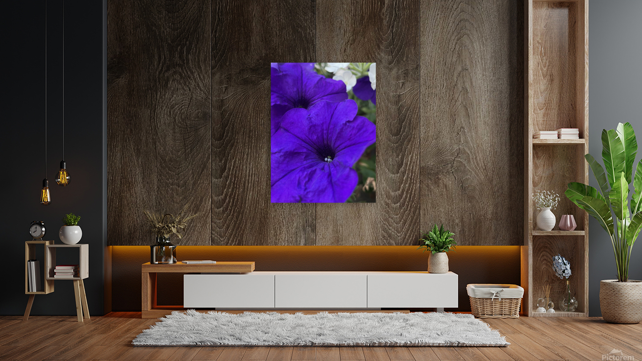 VioletPetunia Reproduction