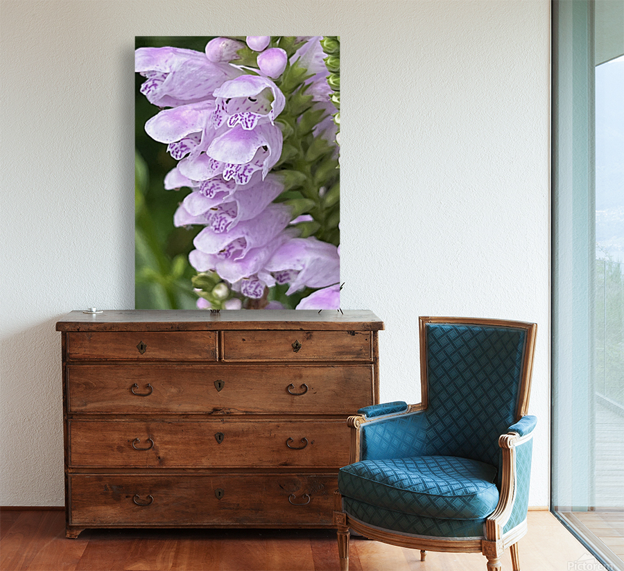 Physostegia3 Reproduction