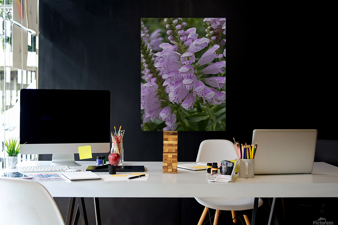 Physostegia Reproduction