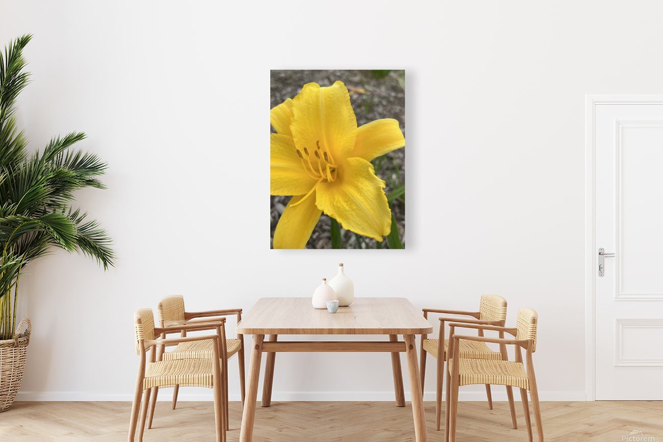 YellowDayLily Reproduction
