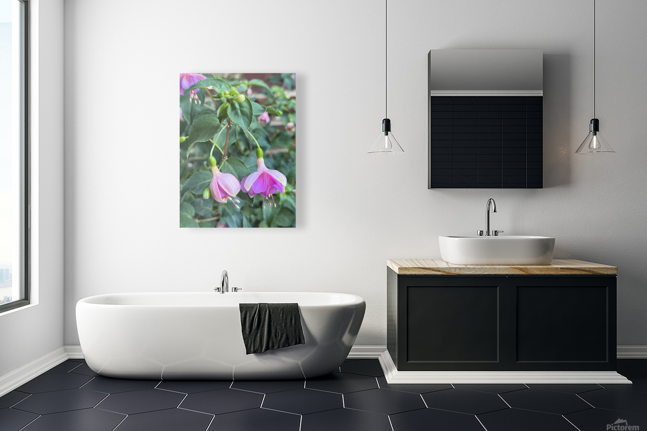 Fuchsia7 Reproduction