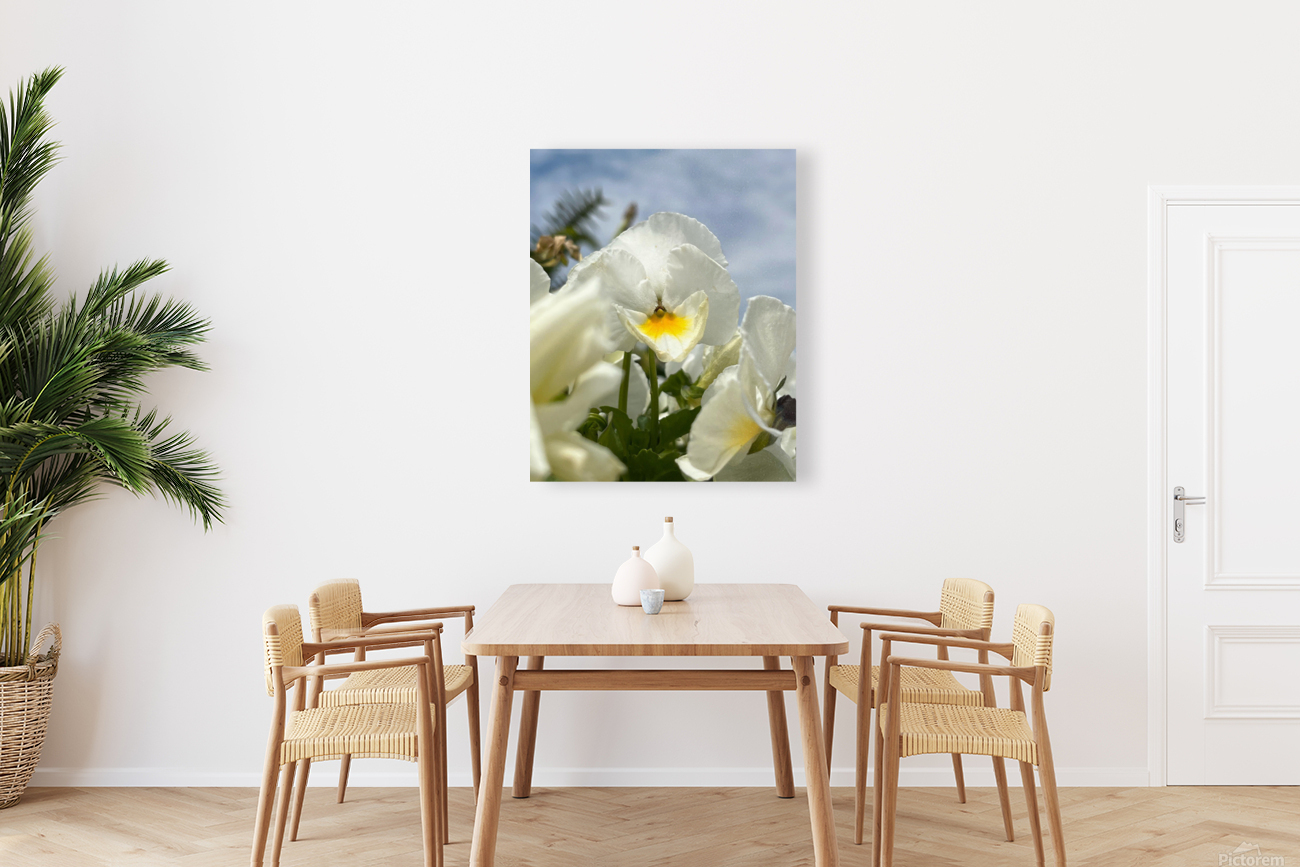SunlitPansy Reproduction
