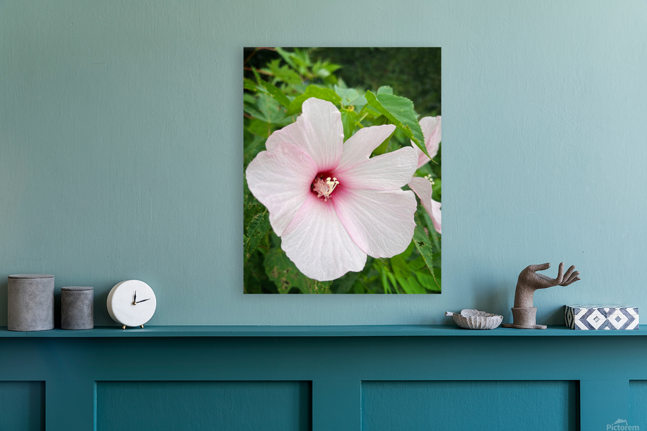 PinkHibiscus Reproduction