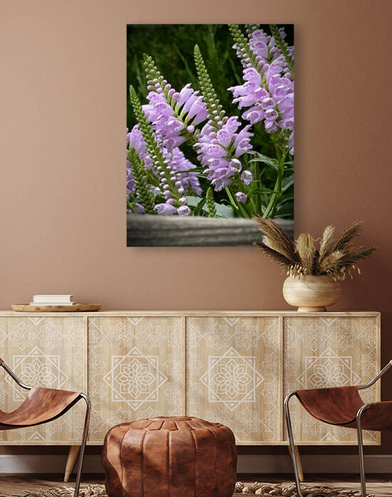 Physostegia2 by Sarah Schmidt