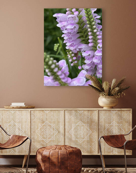 Physostegia4 by Sarah Schmidt