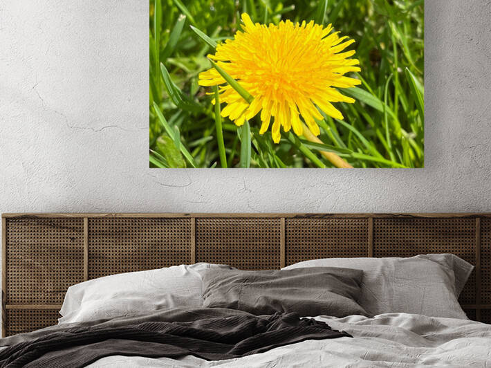 DandelionYellow by Sarah Schmidt