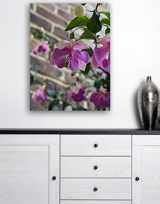 Fuchsia5 by Sarah Schmidt