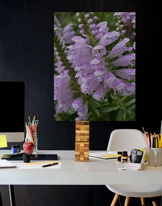 Physostegia by Sarah Schmidt