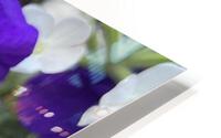 VioletPetunia HD Metal print