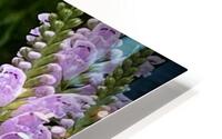Physostegia2 HD Metal print