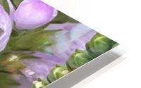 Physostegia3 HD Metal print