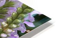 Physostegia4 HD Metal print