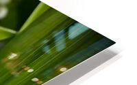 LilyOfTheValley HD Metal print