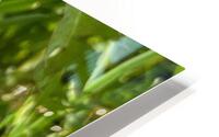 DandelionYellow HD Metal print