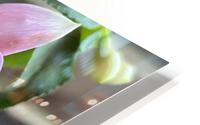 Fuchsia2 HD Metal print