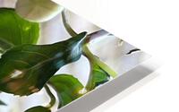 Fuchsia5 HD Metal print