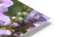 Physostegia HD Metal print
