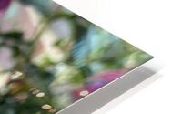 Fuchsia4 HD Metal print