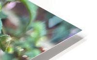 Fuchsia7 HD Metal print