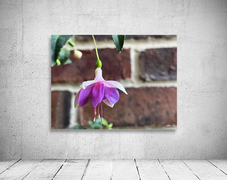 Summertime Fuchsia Wall Preview