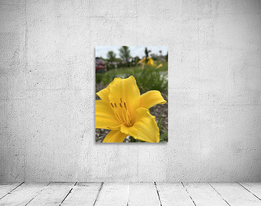 YellowDayLily2 Wall Preview