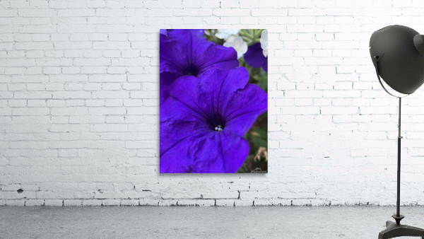 VioletPetunia Wall Preview