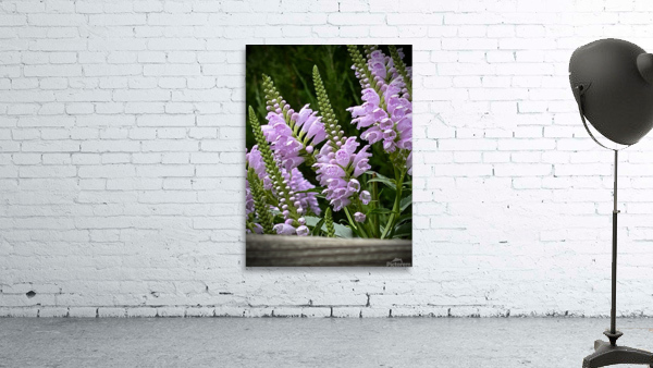 Physostegia2 Wall Preview