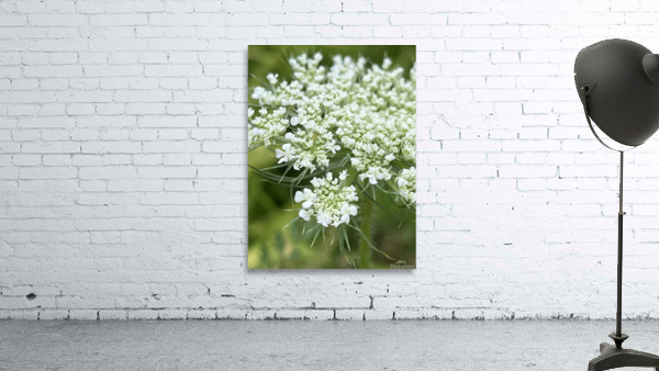 QueenAnnesLace Wall Preview