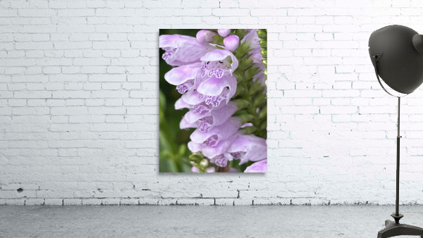 Physostegia3 Wall Preview