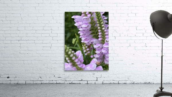 Physostegia4 Wall Preview