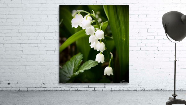 LilyOfTheValley Wall Preview