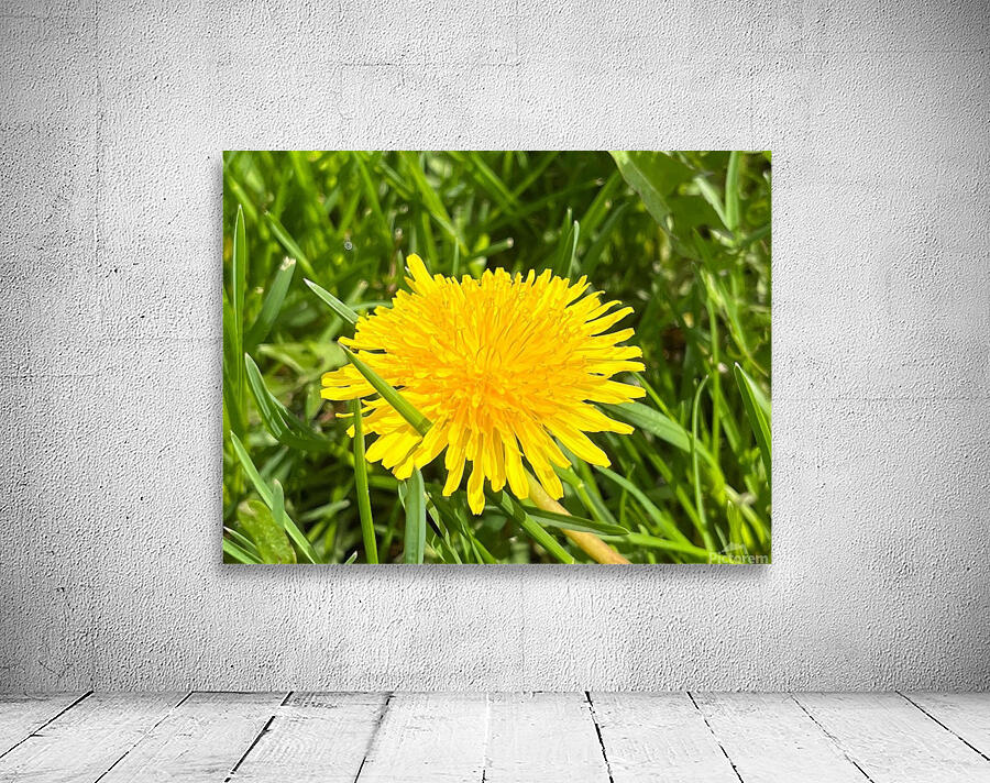 DandelionYellow Wall Preview