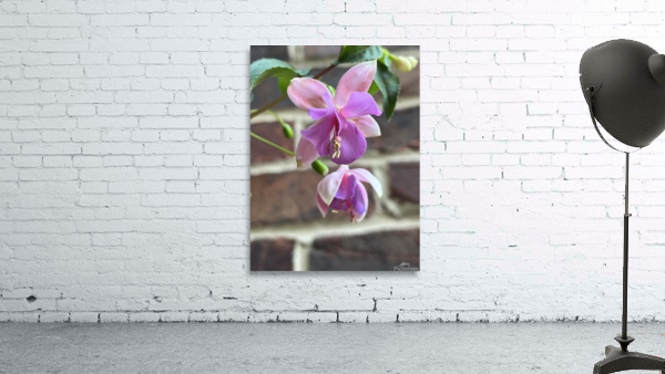 Fuchsia2 Wall Preview