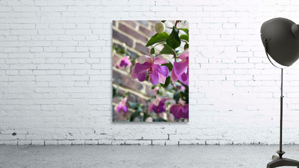Fuchsia5 Wall Preview
