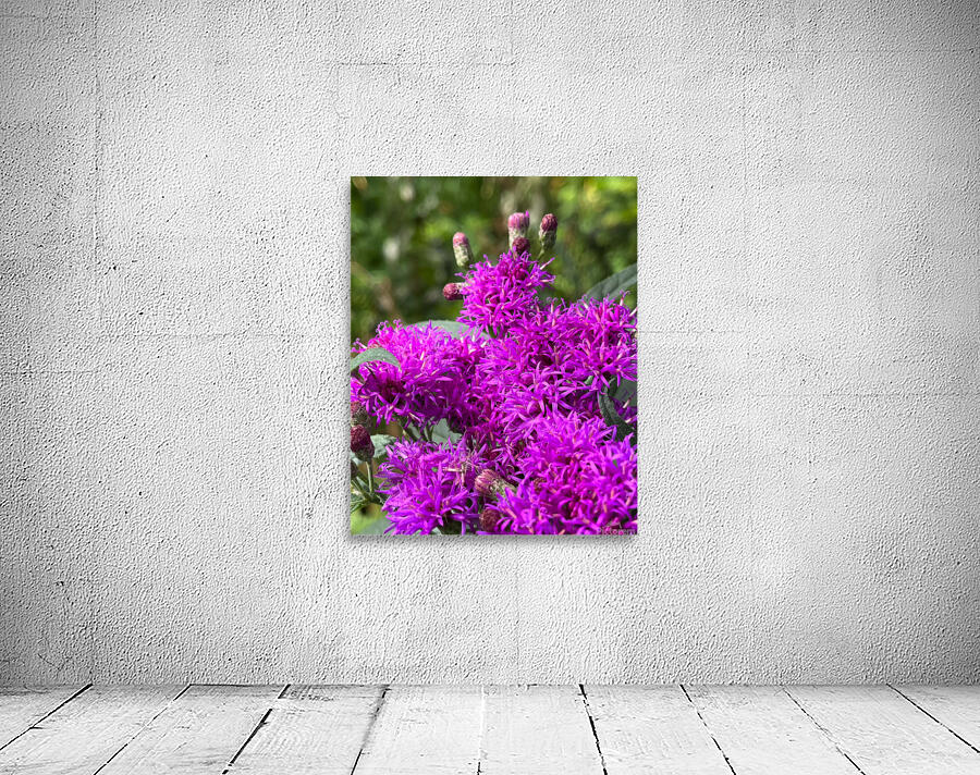 BloomingVernonia Wall Preview